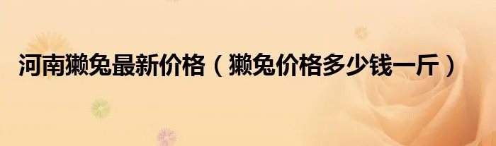 河南獭兔最新价格（獭兔价格多少钱一斤）
