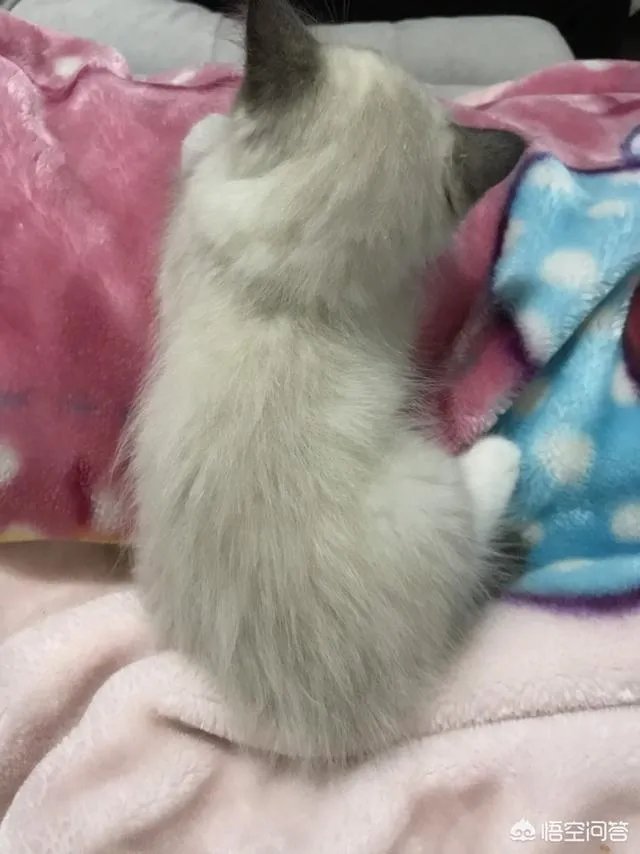 为什么我们看见小猫小狗时潜意识里就有一种想去摸它们的想法?