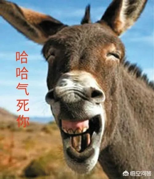 农村俗语“驴子骑着不走赶着倒退”是什么意思?