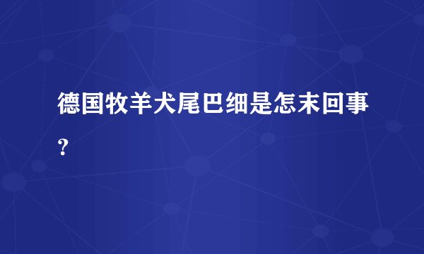 德国牧羊犬尾巴细是怎末回事？