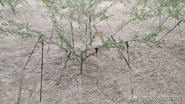 今年花椒树狂枝多怎么办?