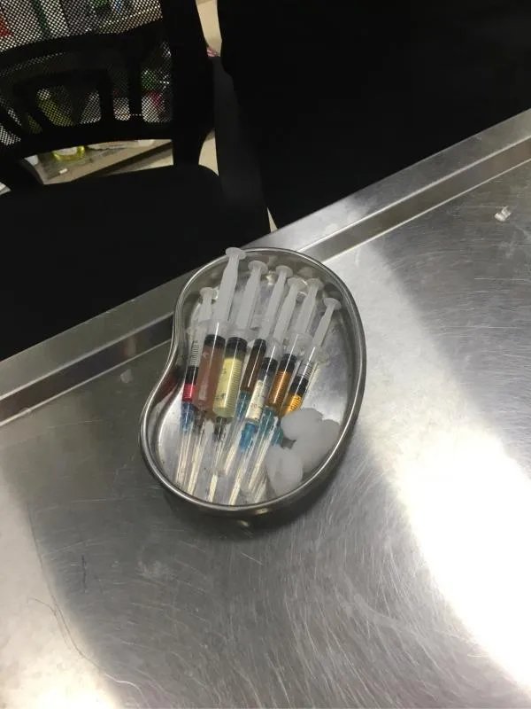萨摩耶到底有多蠢?