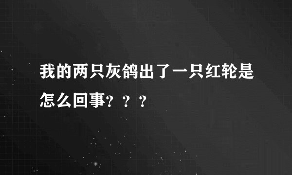 我的两只灰鸽出了一只红轮是怎么回事？？？