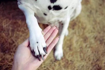当你的猫或者狗狗去世之后,你还会再养吗?