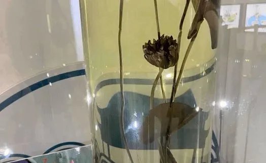 广州七蒂莲获吉尼斯世界纪录,你见过七蒂莲吗?