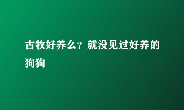 古牧好养么？就没见过好养的狗狗
