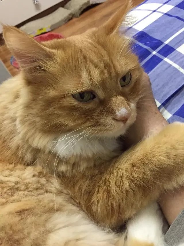 当你的猫或者狗狗去世之后,你还会再养吗?