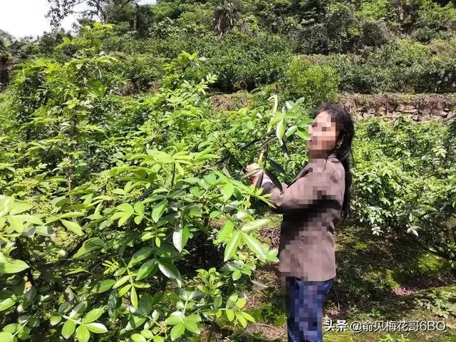 今年花椒树狂枝多怎么办?