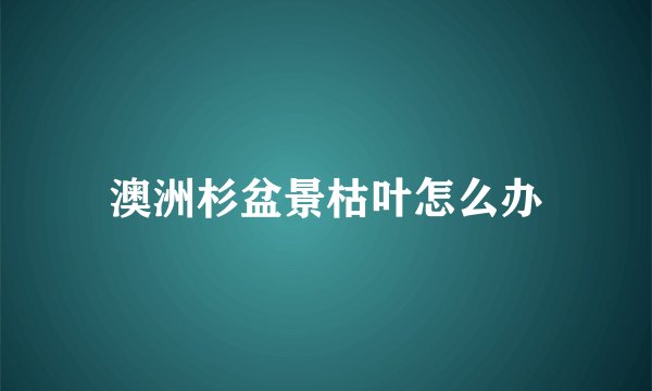 澳洲杉盆景枯叶怎么办